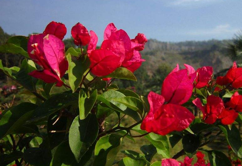 牛奶和雞蛋可以一起吃嗎？